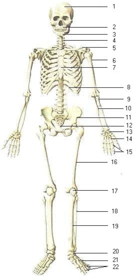 All about your body's skeleton, the framework of bones that keeps you together. Bones clipart human biology, Bones human biology ...