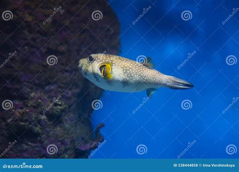 Spotted Puffer Fish In An Aquarium Underwater Stock Photo Image Of