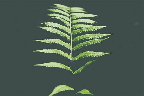 Hd Wallpaper Photo Of Fern Leaf Macro Photography Of Green Fern Plant