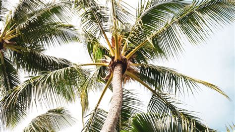Download Wallpaper 1920x1080 Palm Tree Branches Leaves Tropics Full