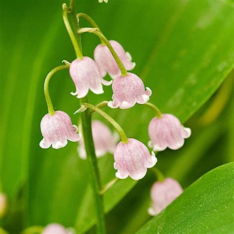 Lily Of The Valley Flower