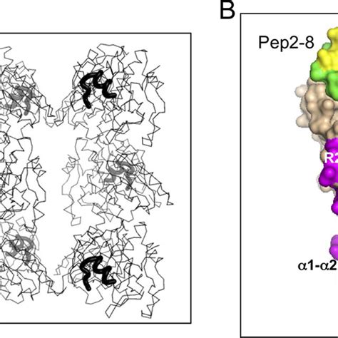 X Ray Structure Of Pep2 8pcsk9 Crd Crystal Packing Contacts A C