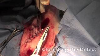 Canine Anal Gland Removal Nude Photos Comments 1