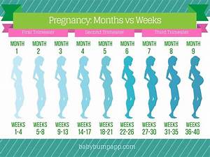 Month By Month Pregnancy Calendar