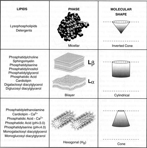 Polymorphic Phases And Molecular Shapes Exhibited By Lipids See Text