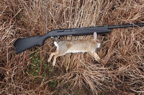 Rabbit Hunting The Best Methods And Tips For Success Rangermade