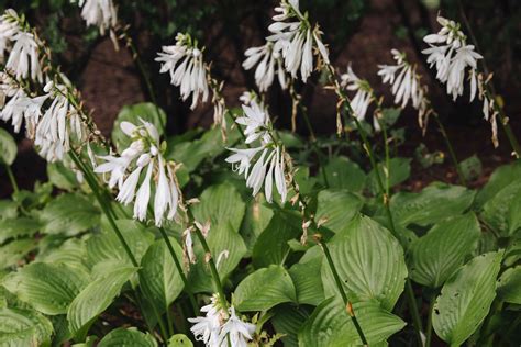 12 Colorful Hosta Types For Your Garden
