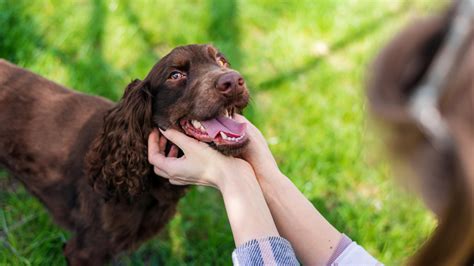 Comprehensive Dermatology Care for Pets | ReadyVets Veterinary Care