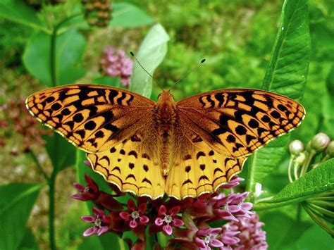 Great Spangled Fritillary Butterfly Photograph By Mother Nature