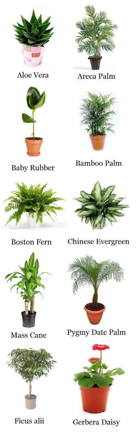 Palm Species Houseplants Rhapis Excelsa Is One Of The