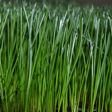 All About Fescue Grasses • Greenview