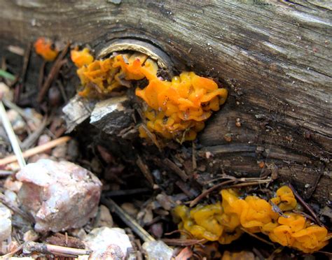 Fungi In Colorado
