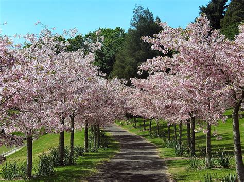 Free Photo Cherry Blossom Alley Of Cherry Trees Pink Flowers Trees