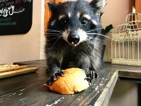 Pin By Janisfarrera On Mapaches Loves Raccoon Cute Animals Raccoon