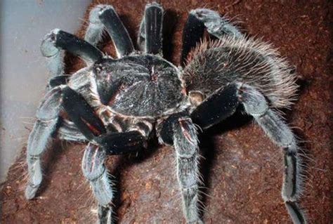 10 Of The Worlds Largest Spiders