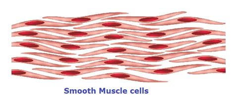 Further fusion of the myocytes produces multinucleate. 14 Types of Cells in Human Body & their Important Functions
