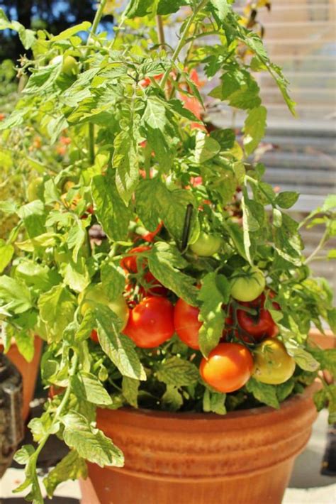Best Tomato Varieties For Containers Balcony Garden Web