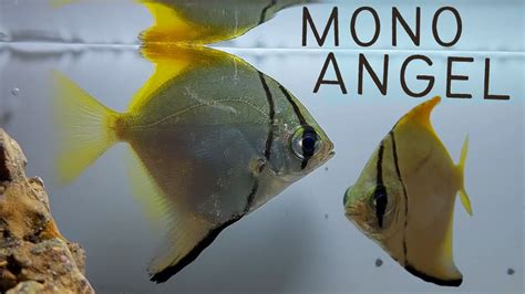The Beauty And Elegance Of Silver Moony Angelfish Monodactylus
