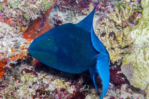Redtoothed Triggerfish Facts And Photographs Seaunseen