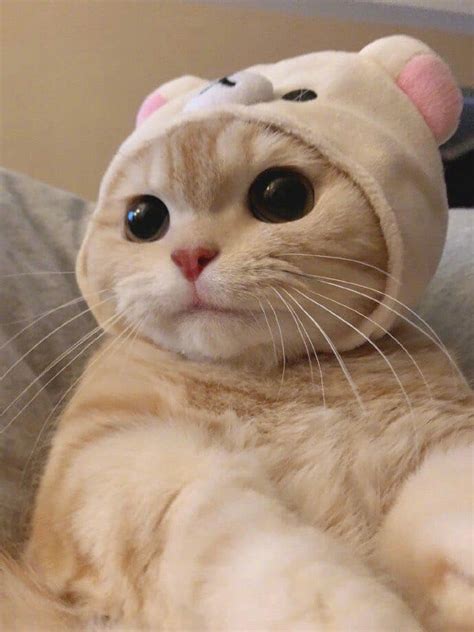 Random Cute Cat Selfie Aww