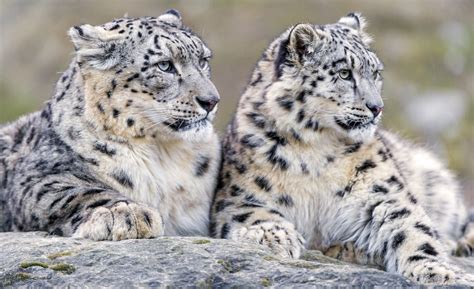 Tracking Snow Leopards In Himalayas Chitta Dorjeys Journey Youth Ki