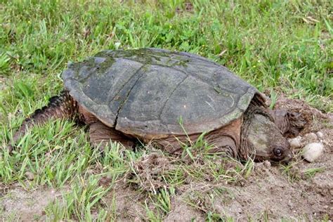 Male Vs Female Snapping Turtle What Are The Differences Wiki Point