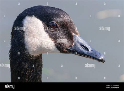 Canada Goose Hi Res Stock Photography And Images Alamy