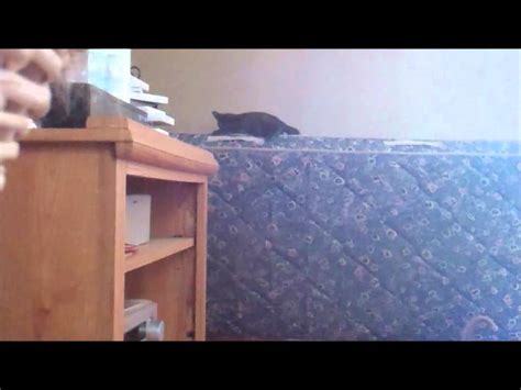 Funny Cats Falling In Slowmotion Youtube