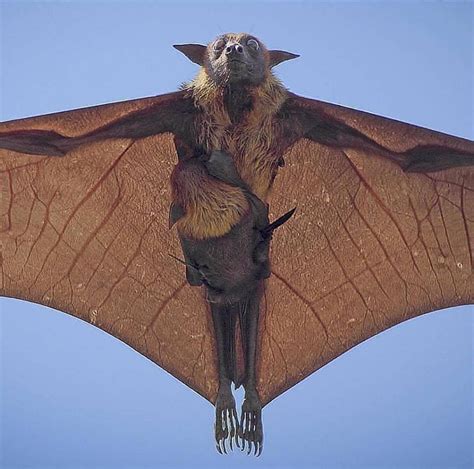 The Post Said It Was An Indian Flying Fox With A Pup I Dont Care What