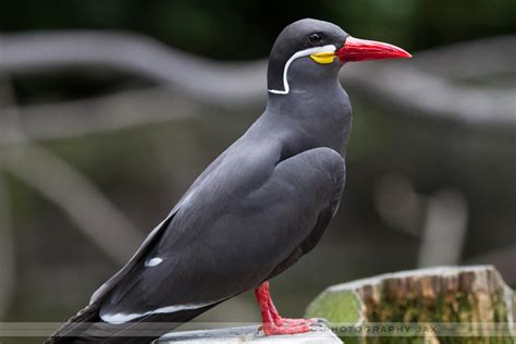 Gorgeous Bird Profile By Royalimageryjax On Deviantart