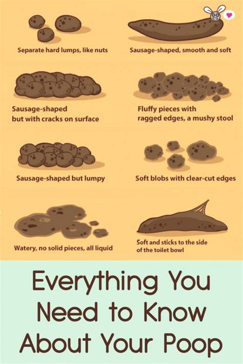 Everything You Need To Know About Your Poop