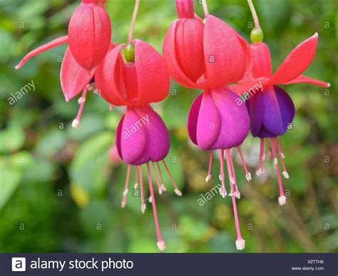 Ladys Eardrops Fuchsia Beautiful Exotic Flowers That