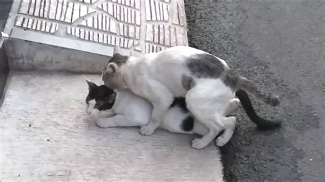 Cats Mating Youtube