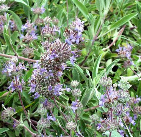 Maybe you would like to learn more about one of these? San Marcos Growers > Products > Plants > Another Image