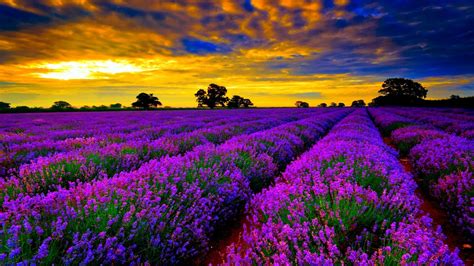 The great collection of nature wallpaper windows 10 for desktop, laptop and mobiles. Most Beautiful Field Of Lavender Flowers Widescreen ...