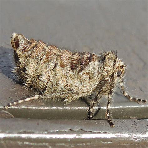 Spring Cankerworm Moth Paleacrita Vernata BugGuide Net