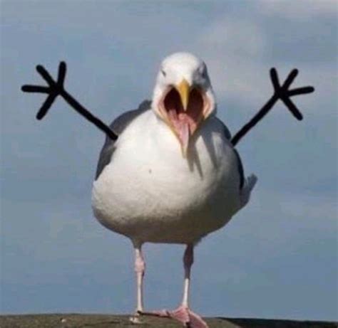 Create Meme Funny Seagulls Funny Seagull Seagull Bird Pictures