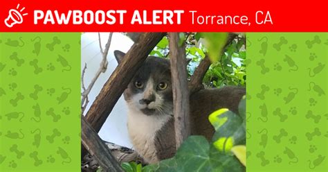 Found/Stray Cat in Torrance, CA 90501 (ID: 4591139) | PawBoost