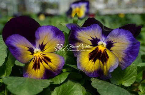 Pansy Spring Matrix Midnight Glow Floral Acres