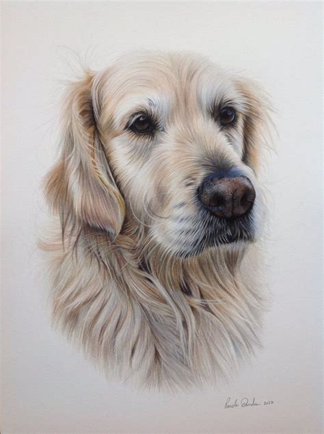Golden Retriever Pencil Drawing At Getdrawings Free Download