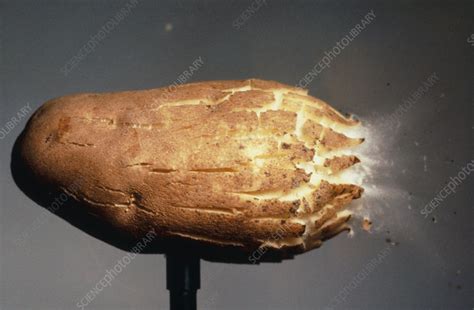 High Speed Photo Of Bullet Hitting Potato Stock Image H6300088