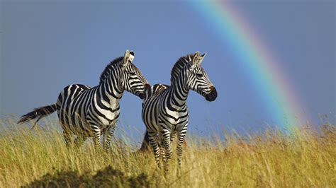 Zebra Animal Wallpaper