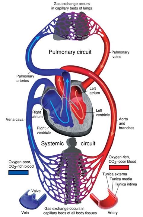 What Circuit Connects The Heart And Lungs