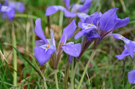 Plant Profile Iris Unguicularis The English Garden