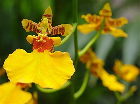 Oncidium Live Orchid Plant Dancing Girl Without Flower