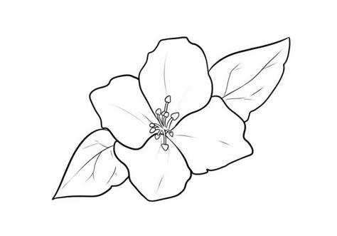 Detail Gambar Sketsa Bunga Anggrek Berwarna Koleksi Nomer 49