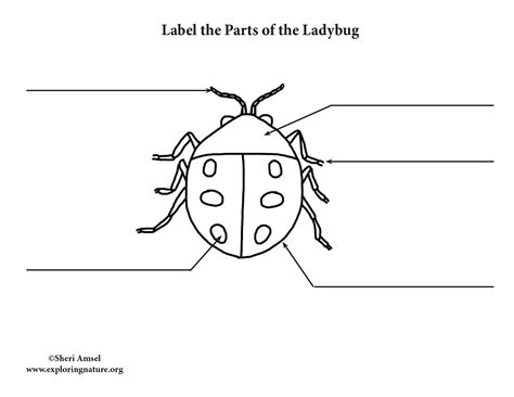 This is a type of mindful workout that allows you to drop into your body, and explore what type of movement feels great for you. Ladybug Labeling Page
