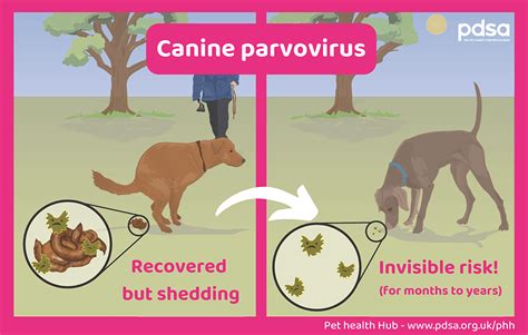 Understanding Canine Parvovirus Symptoms And Treatment Dog Carely