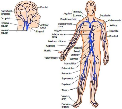 Creative vector illustration of red veins isolated on background. Systemic Veins Whereas most arteries are located in ...