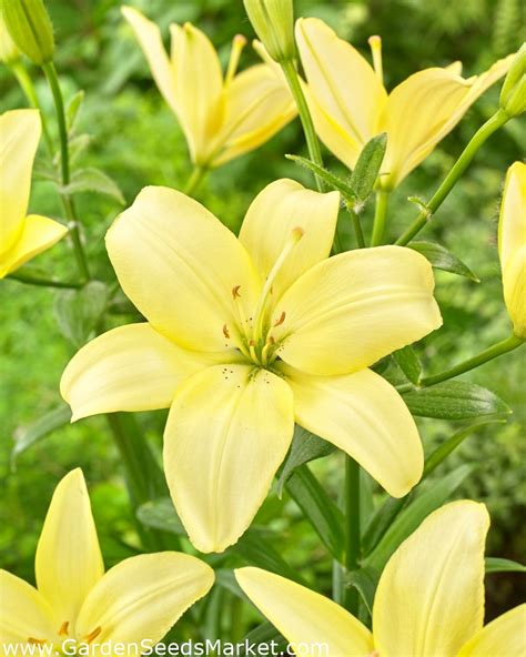 Lily Easy Vanilla Pollen Free Perfect For The Vase Garden Seeds